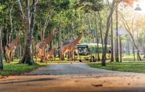 Safari Vinhomes Cần Giờ có diện tích 9.600m², Safari được thiết kế theo mô hình mở, cho phép động vật sinh sống trong môi trường gần gũi tự nhiên nhất