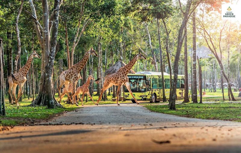 Safari Vinhomes Cần Giờ có diện tích 9.600m², Safari được thiết kế theo mô hình mở, cho phép động vật sinh sống trong môi trường gần gũi tự nhiên nhất